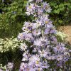 Symphyotrichum laeve