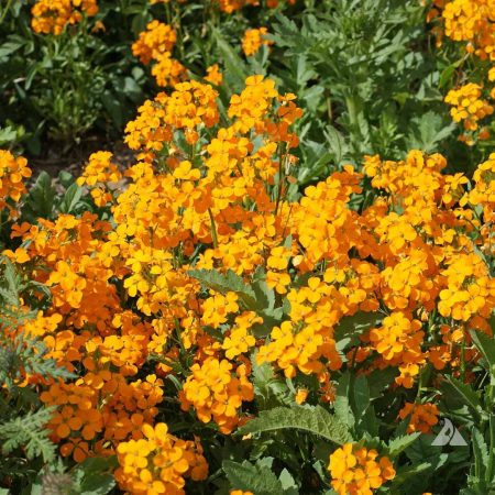 Wallflower