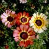 Daisy