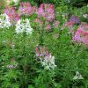 Spider Flower