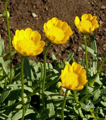 Daisy