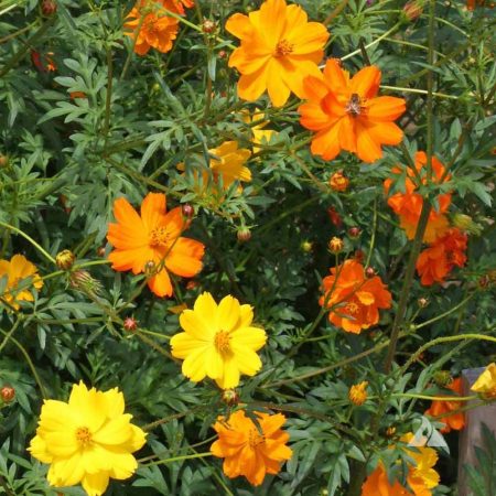 Sulphur Cosmos Bright Lights