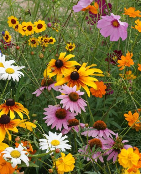 Cut Flower Mixture