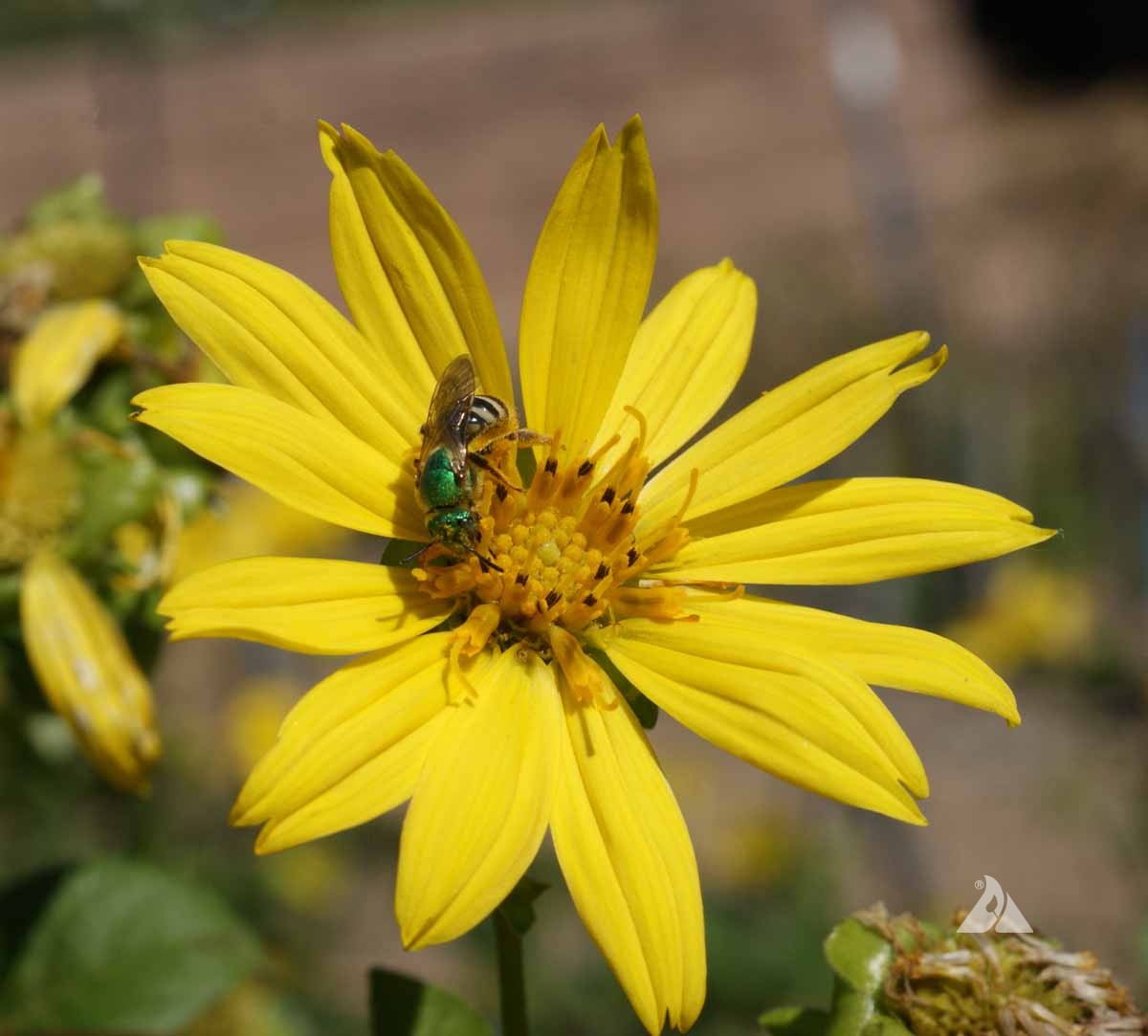 10 Compass Plant Seeds - Silphium Laciniatum - Native USA Wildflower Perennial