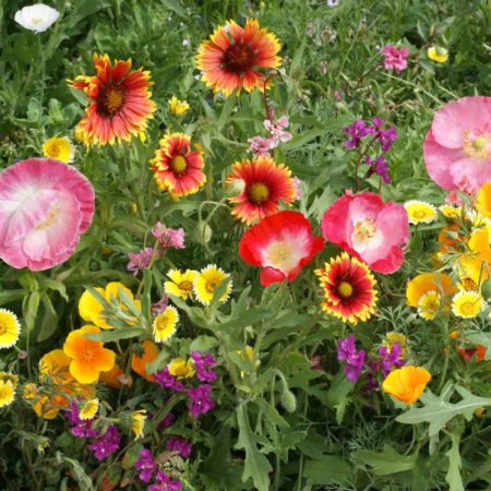 Southwest Wildflower Mix