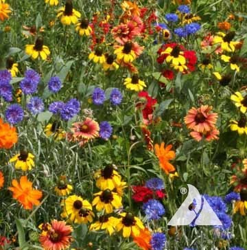 Southeast Wildflower Seed Mix