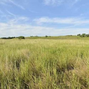 Native Grass Seed Mixes