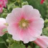 Hollyhocks