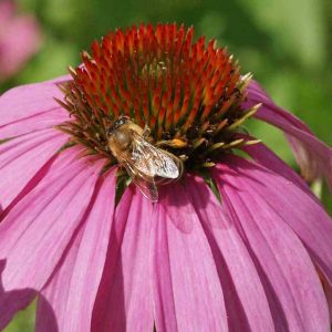 Pollinator Seed Mixes