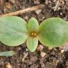 Clarkia, Deerhorn (Clarkia pulchella)