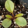 Coreopsis, Dwarf Lance-Leaved (Coreopsis lanceolata)