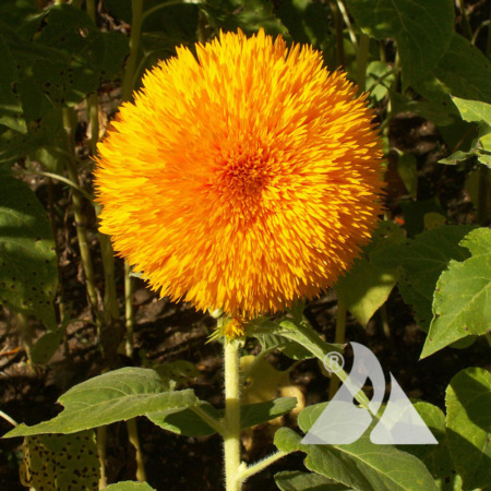 Tall Sungold Sunflower
