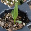 Mule's Ears (Wyethia amplexicaulis)