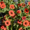 Peruvian Zinnia (Zinnia peruviana)