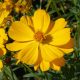 Sulphur Cosmos Crest Gold (Cosmos sulphureus)